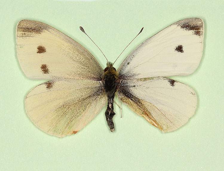 Pieris rapae (bilateral gynandromorph) (Internet Image property of respective owner, non-commercial use only)